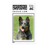 Australian Cattle Dog 9F059D-14 Postage