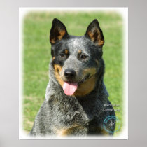 Australian Cattle Dog 9F059D-14 Posters