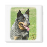 Australian Cattle Dog 9F059D-23 Refrigerator Magnets