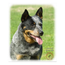 Australian Cattle Dog 9F059D-23 posters by TraffordPhotos Australian Cattle Dog 9F059D-23 posters