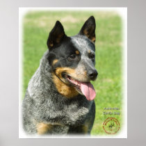 Australian Cattle Dog 9F059D-23 Posters