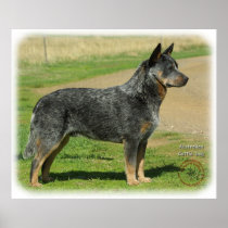 Australian Cattle Dog 9F060D-03 Print