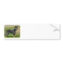 Australian Cattle Dog 9F060D-06 bumper stickers