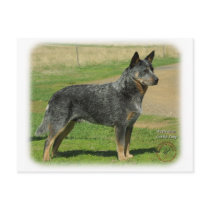 Australian Cattle Dog 9F060D-06 postcards