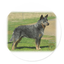 Australian Cattle Dog 9F060D-06 Sticker