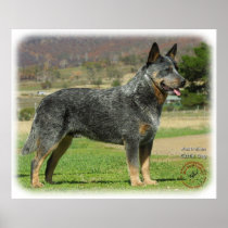 Australian Cattle Dog 9F060D-18 Print