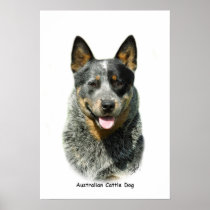 Australian Cattle Dog 9F061D-03 Print