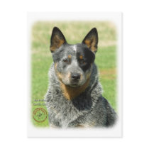Australian Cattle Dog 9F061D-04_2 Post Card