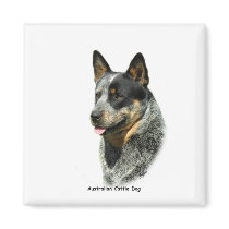 Australian Cattle Dog 9F061D-05 magnets by TraffordPhotos Australian Cattle Dog 9F061D-05 magnets