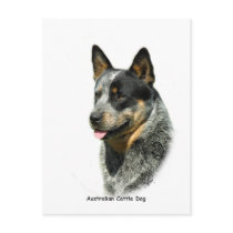 Australian Cattle Dog 9F061D-05 Postcard