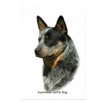 Australian Cattle Dog 9F061D-06 posters