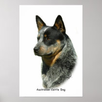 Australian Cattle Dog 9F061D-06 Poster
