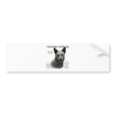 Australian Cattle Dog (blue) History Design Bumper Stickers by GreyWolfCreation