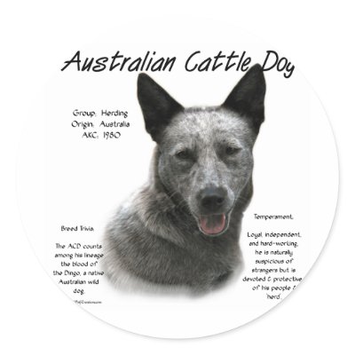 Australian Cattle Dog (blue) History Design Round Sticker by GreyWolfCreation