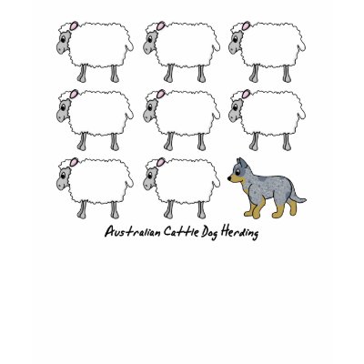 australian cattle dog herding