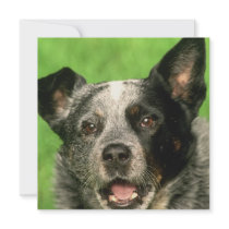 Australian Cattle Dog Invitation