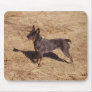 Australian Cattle Dog Mouse Pad