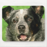 Australian Cattle Dog Mouse Pad