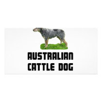Australian Cattle Dog Picture Card