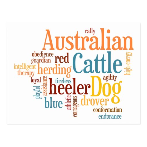 Australian Cattle Dog Post Card