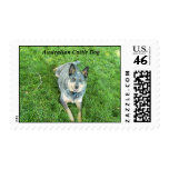 Australian Cattle Dog postage