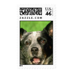 Australian Cattle Dog Postage Stamp