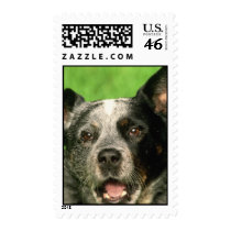 Australian Cattle Dog Postage Stamp