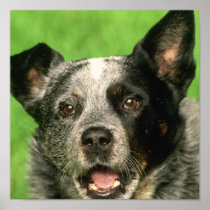 Australian Cattle Dog Poster Print