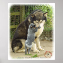 Australian Cattle Dog pup with Alaskan Malamute Print