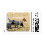 Australian Cattle Dog puppies 8T57D-18 Stamp