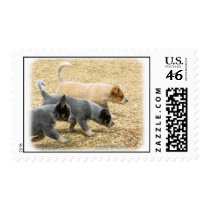 Australian Cattle Dog puppies 8T57D-18 Stamp