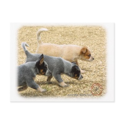 Australian+cattle+dog+puppy+pictures