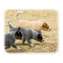 Australian Cattle Dog puppies 8T57D-18 posters by TraffordPhotos Australian Cattle Dog puppies 8T57D-18 posters
