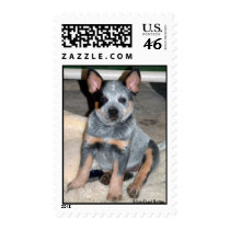 Australian Cattle Dog Puppy " Butter " Stamp