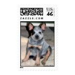 Australian Cattle Dog Puppy " Butter " Stamp