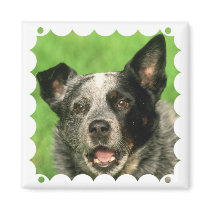 Australian Cattle Dog Square Magnet