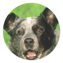 Australian Cattle Dog Sticker