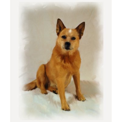 Australian Cattle Dog T-shirt by nauticalimages