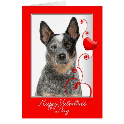 Australian Cattle Dog Valentine Greeting Card | Zazzle