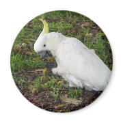 Australian Cockatoo magnet