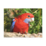 Australian Crimson Rosella Post Card