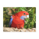 Australian Crimson Rosella postcards by lisekool Australian Crimson Rosella postcards