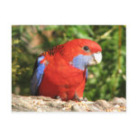 australia, birds, common, colourful, parrots,