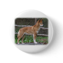 Australian Dingo 9Y209D-268 buttons by TraffordPhotos Australian Dingo 9Y209D-268 buttons