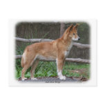 Australian Dingo 9Y209D-268 Post Card