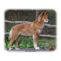 Australian Dingo 9Y209D-268 posters by TraffordPhotos Australian Dingo 9Y209D-268 posters
