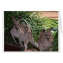 Australian Eastern Grey Kangaroo cards by Furgal Australian Eastern Grey Kangaroo cards