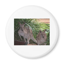 Australian Eastern Grey Kangaroo magnets by Furgal Australian Eastern Grey Kangaroo magnets
