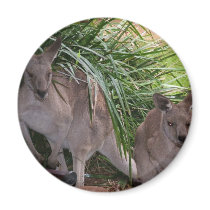 Australian Eastern Grey Kangaroo magnets