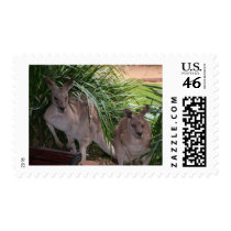 Australian Eastern Grey Kangaroo postage by Furgal Australian Eastern Grey Kangaroo postage